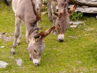 무료 이미지 : 그룹, 대군, 야생 생물, 목장, 방목, 포유 동물, 동물 상, 캥거루, 당나귀, 척골가 있는, 유대 동물, 낳다, 흰 꼬리 사슴... 