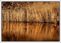 무료 이미지 : 습지대, 갈대, 바위, 푸른 잎... 가족, 수변 지역, 조수 습지, Freshwater marsh... 채널, 입구, 호수 지구, 늪, 흐름 7000x5000... 