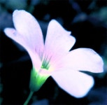 수세식 종이 사진 - 무료 이미지 & 무료 이미지 - PxHere