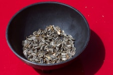 씨앗 드리프트 사진 - 무료 이미지 & 무료 이미지 - PxHere