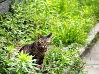 Free Images : alley, zoo, kitten, fauna, vertebrate, winsome, small to medium sized cats, cat like mammal 3008x2000 - - 878302... 
