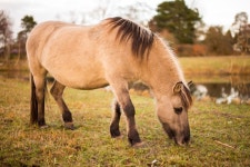 Free Images : landscape, nature, grass, field, meadow, prairie, morning, flower, wildlife, wild, herd, pasture, grazing, autumn... 