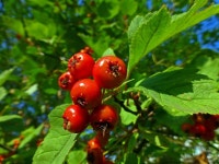 중국 산사 나무속 3648x2736 - - 842837 - 무료 이미지 - PxHere 무료 이미지... 육상 식물, 중국 산사 나무속 3648x2736 -  - 842837 - 무료 이미지 - PxHere