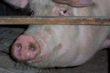 Free Images : farm, country, rural, meat, fauna, bacon, nose, sow, snout, vertebrate, domestic pig, pig like mammal 1280x853... 