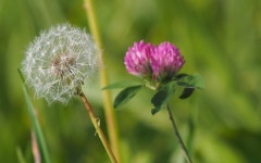 Free Images : nature, grass, field, meadow, dandelion, prairie, flower, petal, produce, botany, flora, clover, wildflower, close... 