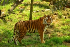 Free Images : landscape, forest, grass, wilderness, wildlife, wild, zoo, jungle, mammal, national park, fauna, bank, tiger... 