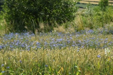 무료 이미지 : 목초지, 대초원, 여름, 목장, 식물학, 플로라, 야생화, 꽃들, 초목, 습지, 삼림지, 서식지, 생태계, 수레 국화, 꽃 피는... 