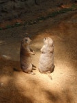 Prairie dogs Photos - Free Images & Free stock photos - PxHere