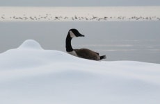Free Images : snow, winter, wing, lake, wildlife, fauna, uk, birds, duck, goose, vertebrate, waterfowl, water bird, moorhen... 