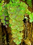 Free Images : nature, branch, leaf, flower, green, produce, botany, closeup, flora, fern, leaves, publicdomain, shrub... 