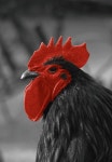 무료 이미지 : 새, 비행, 화이트, 꽃, 동물, 귀엽다, 부리, 치킨, 수탉, 가금류, 닫다, 척골가 있는, 부드러운, 실키, 자그마한 2048x1536... 