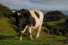 무료 이미지 : 잔디, 들, 농장, 목초지, 군중, 목장, 방목, 농업... 군중, 목장, 방목, 농업, 황소, 젖소, 포유 동물과 같은 소 4672x3104... 