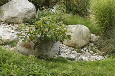 Free Images : tree, grass, rock, plant, lawn, meadow, flower, stone, pond, botany, garden, flora, boulder, yard 3888x2592... 