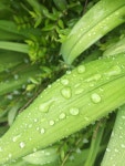 Free Images : nature, drop, dew, rain, leaf, flower, green, produce, botany, flora, drip, close up, leaves, moisture, macro... 