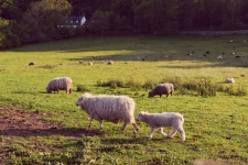 군중, 목장, 방목, 양, 포유 동물, 농업, 고지, 동물 상, 평원... 군중, 목장, 방목, 양, 포유 동물, 농업, 고지, 동물 상, 평원, 서식지... 