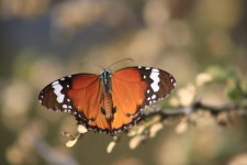 Free Images : nature, branch, wing, stem, leaf, flower, wildlife, insect, flora, fauna, invertebrate, close up, monarch butterfly... 