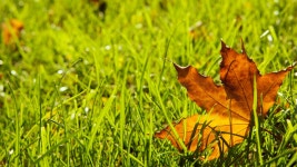 무료 이미지 : 나무, 식물, 목초지, 대초원, 햇빛, 잎, 꽃, 녹색, 목장, 가을, 흙, 플로라, 시즌, 동물 상, 서식지, 자연 환 경, 잔디 가족... 