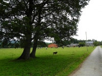 Free Images : tree, grass, field, farm, lawn, meadow, pasture, park, spain, galicia, ggl1, galiza, rural area 3648x2736... 