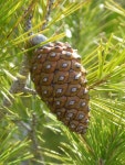 Free Images : tree, nature, branch, wood, seed, dry, fir, pineapple, twig, coconut, leaves, spruce, tender, union, pine needles... 