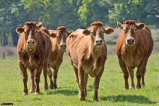 Free Images : nature, field, farm, wildlife, pasture, grazing, sheep, fauna, calf, animals, calves, dairy cow, cattle like mammal... 