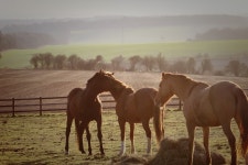 무료 이미지 : 경치, 대초원, 아침, 군중, 목장, 방목, 농장, 포유... 방목, 농장, 포유 동물, 종마, 갈기, 평원, 바다, 스텝, 농촌 지역, 팩... 