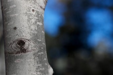 무료 이미지 : 나무, 분기, 햇빛, 잎, 푸른, 시즌, 딸기, 애리조나 주, 닫다, 매크로 사진, 식물 줄기, 우디 식물 4361x2906 - - 209543... 