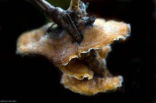 무료 이미지 : 잎, 물고기, 무척추 동물, 닫다, ggl1, 개비 1, 다양성, 약간, raynox250, 펜탁스, 매크로 사진 4928x3264 - - 303129... 