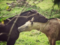 무료 이미지 : 자연, 잔디, 농장, 야생 생물, 동물원, 목장, 동물 상, 바다, 원정 여행, 농촌 지역, 맥, 포유 동물과 같은 소, 포유류 같은... 