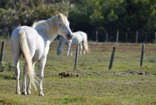 Blond mane Photos - Free Images & Free stock photos - PxHere