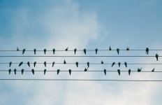 Free Images : bird, wing, fence, cloud, sky, technology, flock, electricity, in line, birds on a wire, electric wire, shape... 