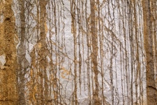 Free Images : tree, forest, branch, wood, texture, leaf, trunk, wall, formation, birch, soil, woodland, flowering plant, plant... 