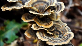 무료 이미지 : 나무, 자연, 숲, 잎, 가을, 플로라, 닫다, 진균류, 귀뚜라미, 매크로 사진, 굴 버섯, 표고 버섯, 약용 버섯, 진균 균류... 