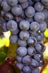 Free Images : table, grape, vine, fruit, berry, fall, france, food, produce, power, grapes, cherry, flowering plant, vitis, rose... 