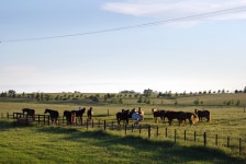 무료 이미지 : 경치, 들, 농장, 목초지, 대초원, 군중, 목장, 방목... 군중, 목장, 방목, 농업, 평원, 서식지, 생태계, 스텝, 농촌 지역... 
