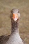 Fowl Photos - Free Images & Free stock photos - PxHere
