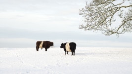 Free Images : snow, winter, farm, wildlife, cow, farming, weather, season, cumbria, bull, arnside, southcumbria, fararnside... 