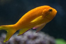 Coral fish Photos - Free Images & Free stock photos - PxHere
