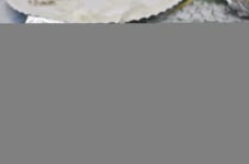 무료 이미지 : 숲, 잔디, 집 밖의, 돌, 여름, 이끼, 야생, 환경, 녹색... 야생, 환경, 녹색, 색깔, 자연스러운, 커튼, 장식, 자료, 식물... 