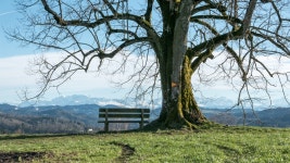 무료 이미지 : 경치, 나무, 자연, 잔디, 분기, 목초지, 아침, 잎, 언덕, 꽃, 전망, 목장, 가을, 안개, 휴식, 은행, 산들, 스위스, 넓은... 