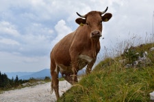 무료 이미지 : 잔디, 들, 농장, 목초지, 꽃, 야생 생물, 목장, 방목, 동물 상, 황소, 척골가 있는, 농촌 지역, 젖소, 포유 동물과 같은 소... 