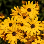 무료 이미지 : 노랑, 꽃잎, Euryops pectinatus, 검은 수잔, 꽃 피는 식물, 야생화, 식물학, 데이지 가족, 닫다, 봄, 연간 공장, 화분, 마가렛... 