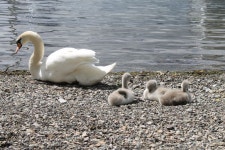 Cygnets 사진 - 무료 이미지 & 무료 이미지 - PxHere