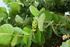 Free Images : tree, fruit, leaf, flower, food, green, produce, evergreen, botany, flora, shrub, inflorescence, flowering plant... 