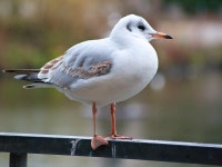 2000x1498 - - 976003 - Free stock photos - PxHere Free Images... gull, cinclidae 2000x1498 -  - 976003 - Free stock photos - PxHere