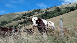 무료 이미지 : 산, 목초지, 목장, 포유 동물처럼 개 3264x1840... 목초지, 목장, 포유 동물처럼 개 3264x1840 -  - 115587 - 무료 이미지... 