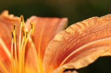 꽃이 가까이에 치유 될 수있다. 사진 - 무료 이미지 & 무료 이미지 - PxHere