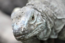Free Images : animal, wildlife, tropical, iguana, fauna, lizard, close up, face, tortoise, vertebrate, iguania, macro photography... 