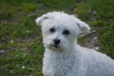 bichon frise, mutt, pooch, mixed breed, bolognese, coton de tulear, havanese, dog like mammal, carnivoran, west highland white... 