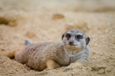 Suricatta Photos - Free Images & Free stock photos - PxHere