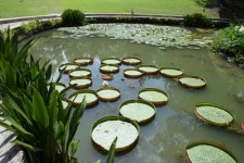 Free Images : blossom, plant, flower, bloom, pond, swimming pool, backyard, botany, resort, fountain, botanical garden, singapore... 